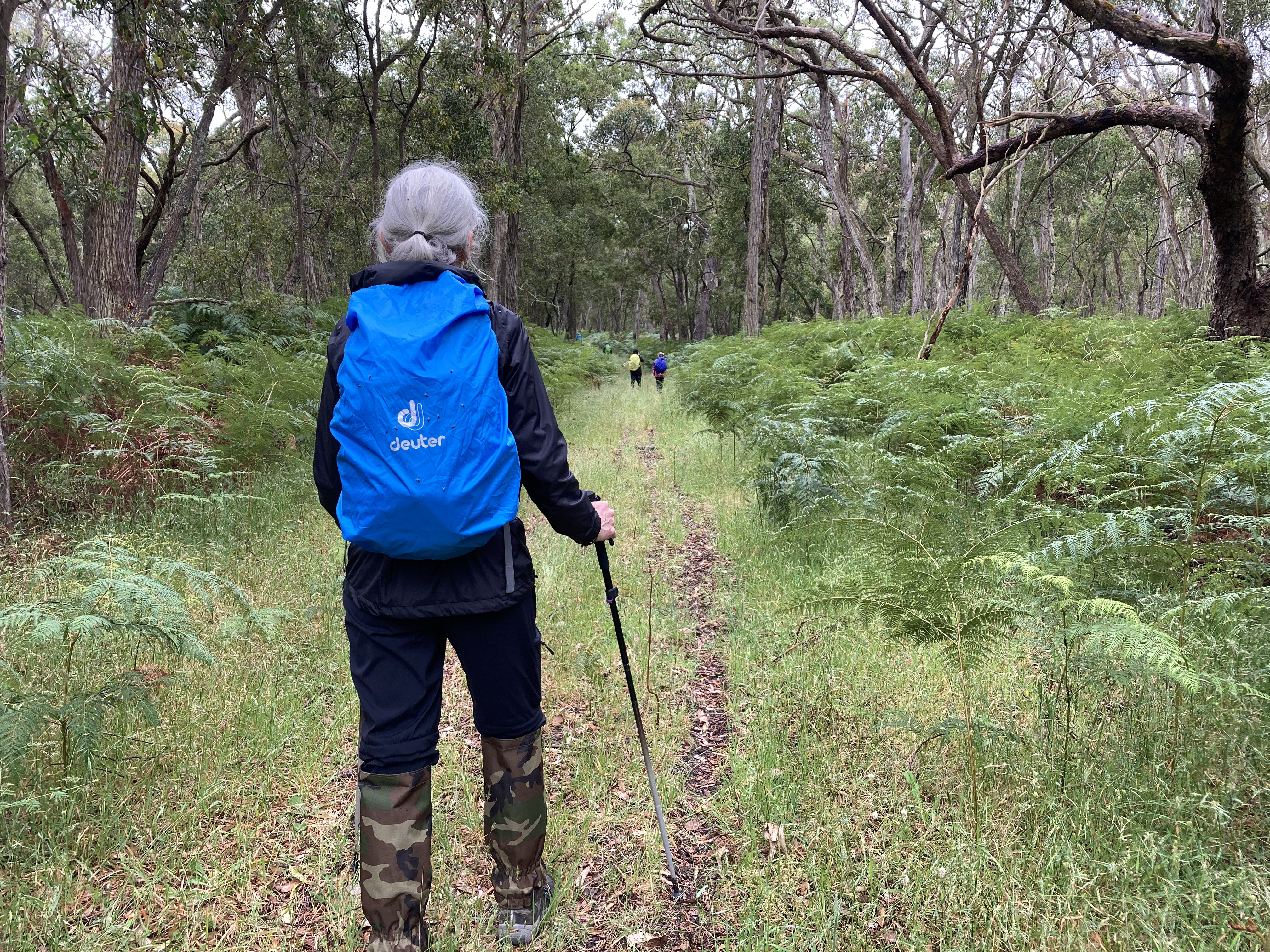 Aussie Camino walking through Stringybark Forest